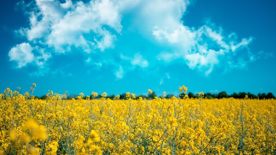 A field of yellow flowers